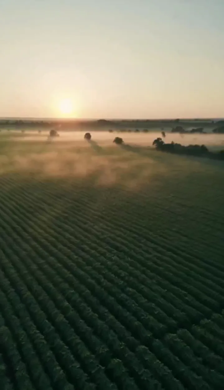 Lavoura em linhas ao amanhecer, com névoa baixa sobre o campo
